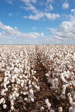 Cotton is crazy International cotton prices have soared to an 11-year high. Will clothing prices rise this year?