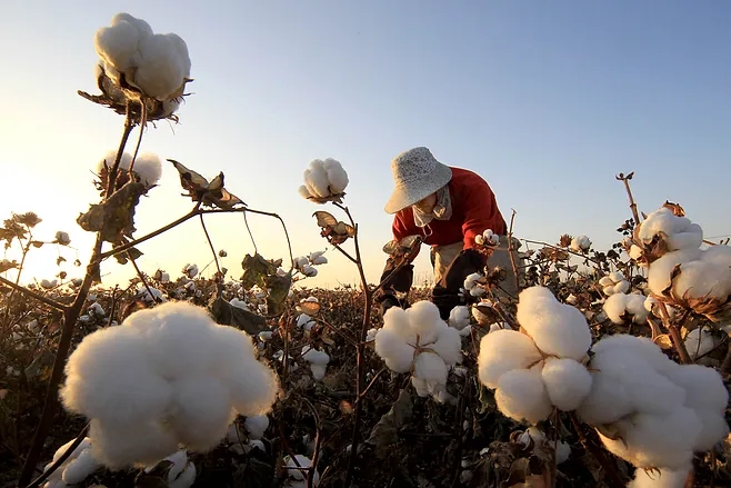 Domestic Zheng Cotton Growth Showed Fatigue, Fed Rate Hike Means Commodities Peak?